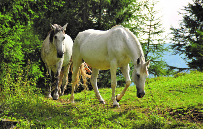 Обои картинки фото животные, лошади, белые, лес, поляна