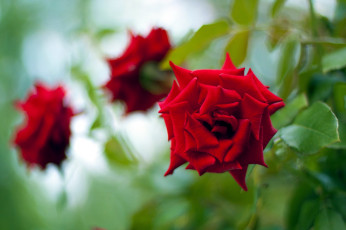 Картинка цветы розы алая роза бутоны