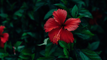 Картинка цветы гибискусы красный гибискус макро
