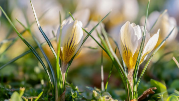 Картинка цветы крокусы весна первоцветы белые