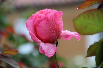 Картинка цветы розы розовая роза макро бутон капли