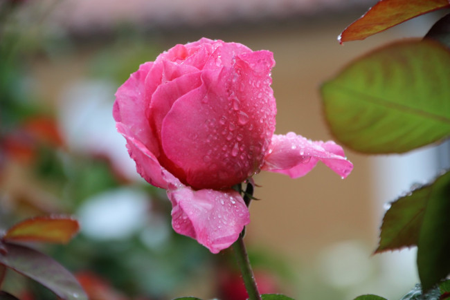 Обои картинки фото цветы, розы, розовая, роза, макро, бутон, капли