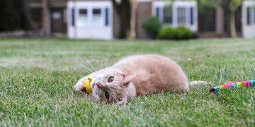 Картинка животные коты кот кошка