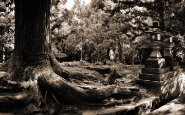 Картинка nara forest природа лес