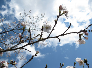 Картинка цветы цветущие деревья кустарники небо
