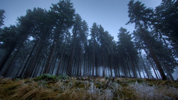 Картинка природа лес темно сумерки