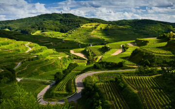 Картинка природа поля дорога пейзаж виноградники