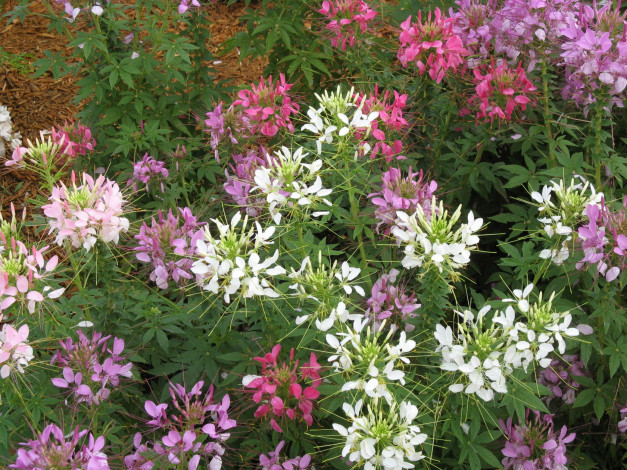 Обои картинки фото клеома, цветы, клеомы, фиолетовые, много, белые, розовые