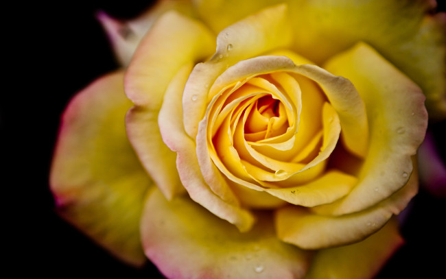 Обои картинки фото цветы, розы, бутон, капли, макро, жёлтая, роза