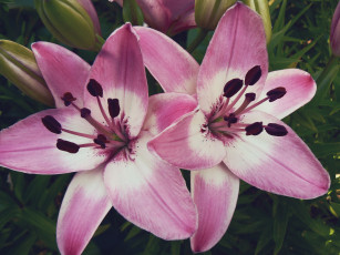 Картинка цветы лилии лилейники розовые