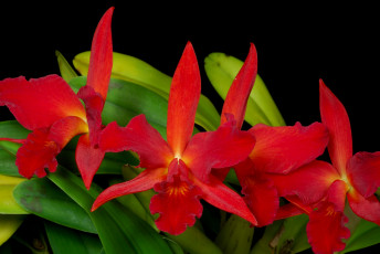 Картинка цветы орхидеи ветка экзотика красный
