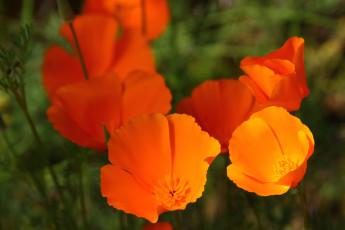 обоя цветы, эшшольция, оранжевый, калифорнийский, мак