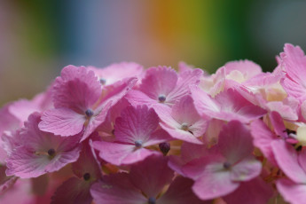 Картинка цветы гортензия макро