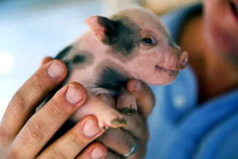 Картинка животные свиньи кабаны поросенок малыш милый