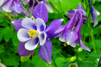 Картинка цветы аквилегия водосбор фиолетовый