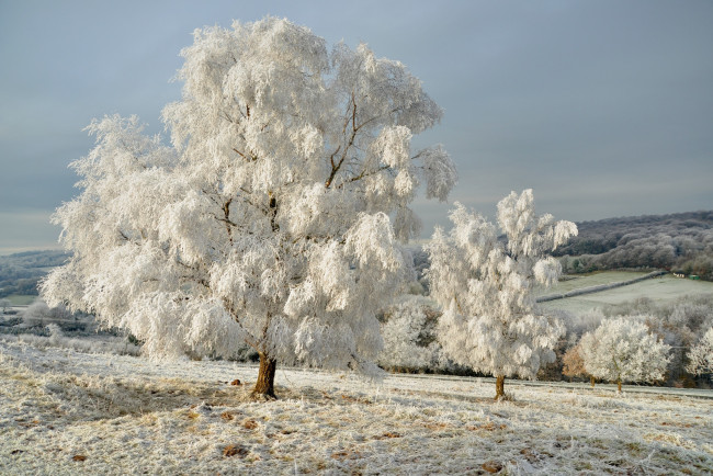 Обои картинки фото природа, зима, деревья, иней, небо