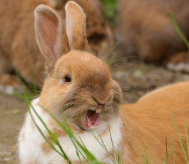 Картинка животные кролики +зайцы кролик