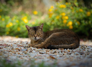 Картинка животные коты камешки взгляд отдых дорожка кошка серо-коричневая