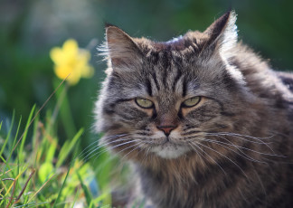 Картинка животные коты кот взгляд морда пушистый лето природа трава