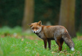 Картинка животные лисы животное лиса природа лес трава взгляд