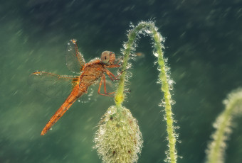 Картинка животные стрекозы дождь капли стрекоза бутон мак цветок