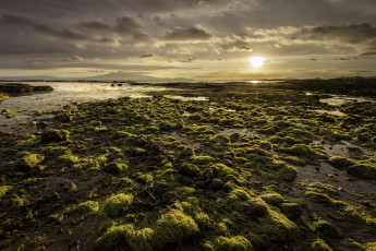 Картинка природа восходы закаты водоросли пляж море утро солнце горизонт