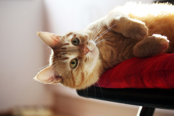 Картинка животные коты подушка взгляд лежит рыжий кот
