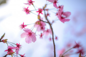 Картинка цветы цветущие+деревья+ +кустарники весна сад лепестки ветка