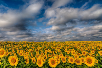 Картинка цветы подсолнухи поле облака
