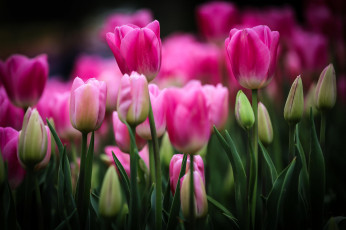 Картинка цветы тюльпаны бутоны клумба розовые