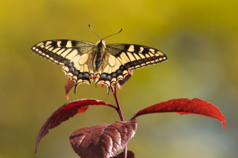 Картинка животные бабочки ветка листья бабочка махаон