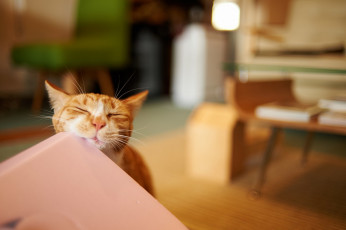 Картинка животные коты кот комната мордочка рыжий