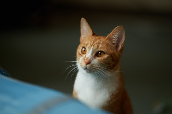 Картинка животные коты кот рыжий мордочка взгляд