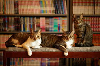Картинка животные коты три дом кошки