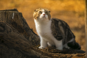 Картинка животные коты взгляд пенек природа кошка шотландская вислоухая