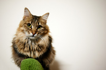 Картинка животные коты взгляд пушистый кошка кот сидит фон