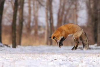 Картинка животные лисы деревья лес лиса поляна зима снег прыжок охота