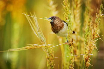 Картинка животные птицы растения трава птица