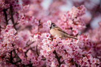 Картинка животные воробьи природа весна птица воробей розовые цветы вишня