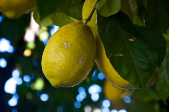 Картинка природа плоды лимон листья ветки
