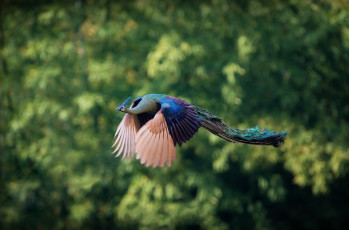 Картинка животные павлины летящий павлин птица листья деревья размытость