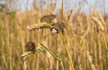 Картинка животные крысы +мыши крохи пшеница