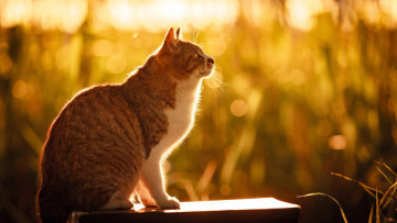 Картинка животные коты солнце лето природа сидит кот кошка боке трава свет