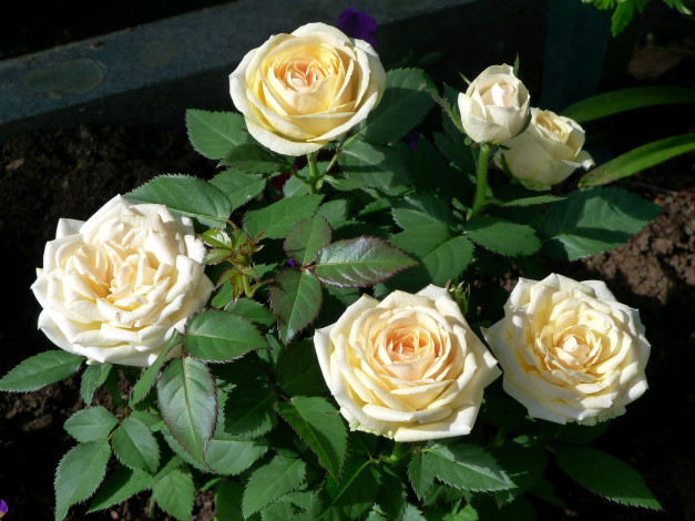 Обои картинки фото цветы, розы, кремовые, куст