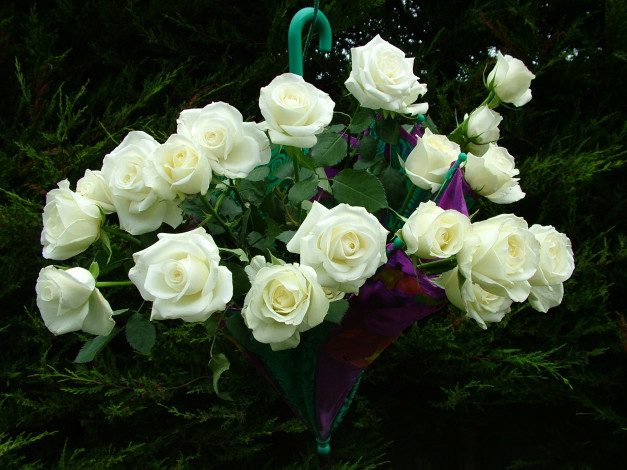 Обои картинки фото цветы, розы, зонт