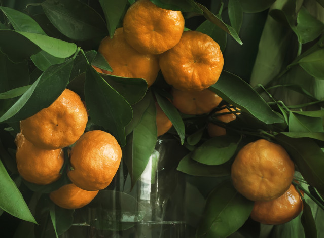 Обои картинки фото еда, цитрусы, мандарины