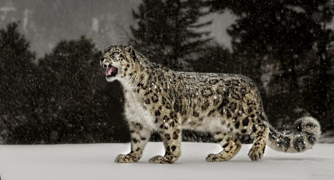 Обои картинки фото животные, леопарды, snow, leopard, снег, леопард