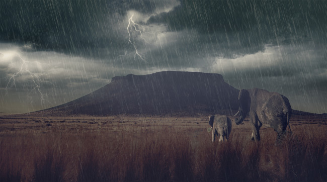 Обои картинки фото животные, слоны, гора, дождь, молнии, гроза, саванна, детёныш, слонёнок