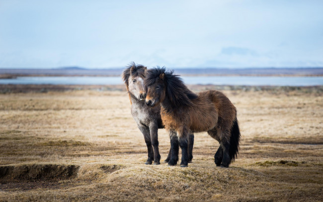 Обои картинки фото животные, лошади, простор, природа, исландия, пара, пони