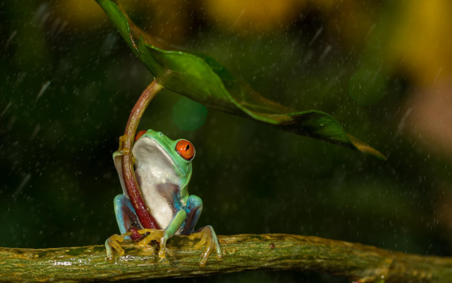Обои картинки фото животные, лягушки, дождь, ветка, капли, лист, лягушка, красноглазая, квакша